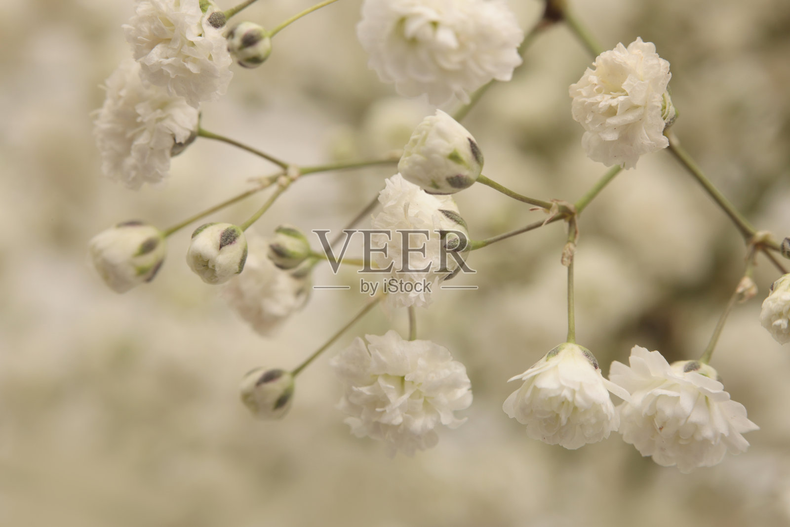 烟雾、柔焦、白色满天星花。自然虚化、浅米色背景。照片摄影图片