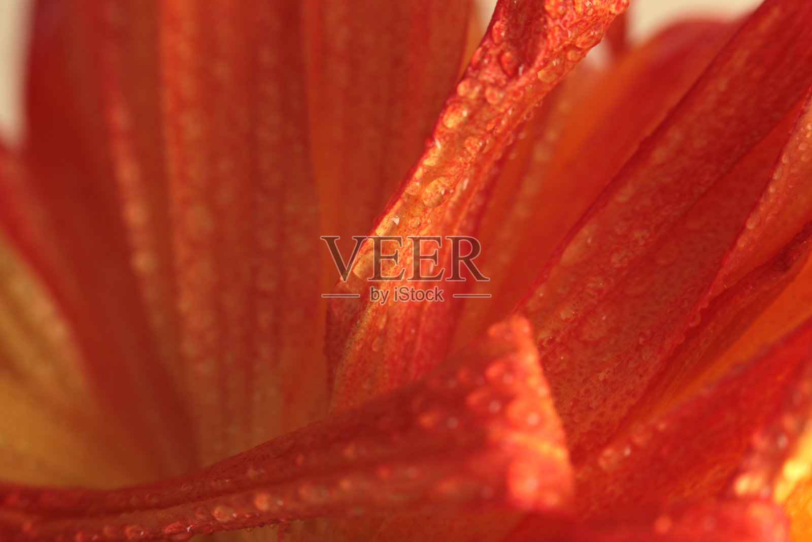 烟雾，选中的柔焦花瓣，带水滴的叶子。自然模糊的黄色、红色、橙色背景。照片摄影图片