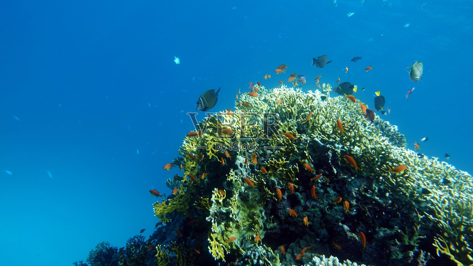 红海绚丽珊瑚礁上生活的，美丽、多样且有趣的鱼类。照片摄影图片