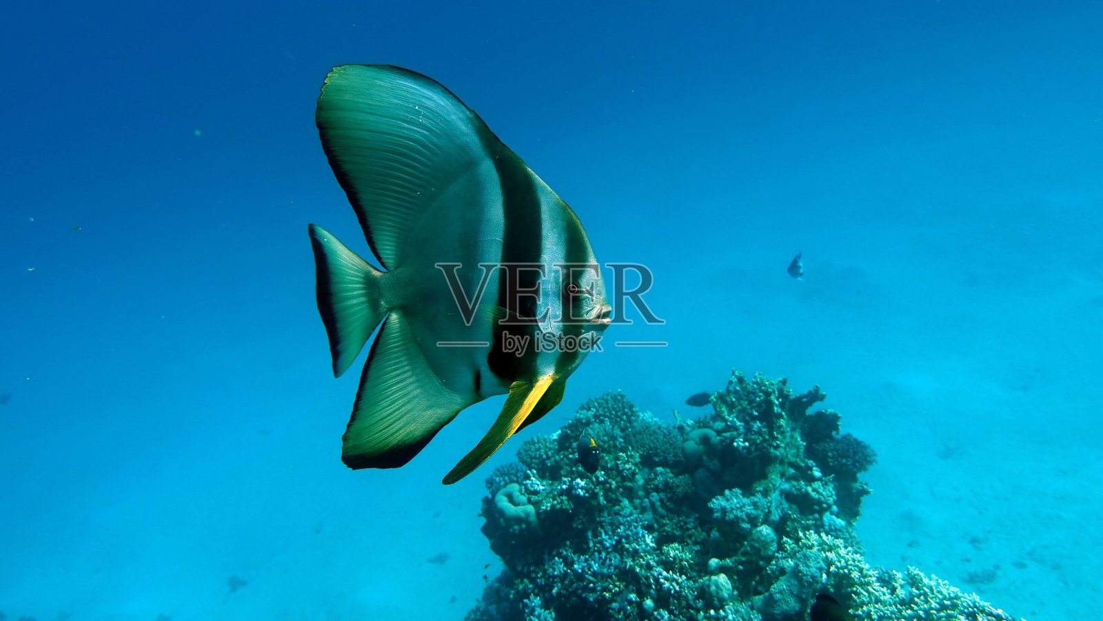 红海美丽、多样且有趣的鱼类栖息在绚丽的珊瑚礁上。照片摄影图片