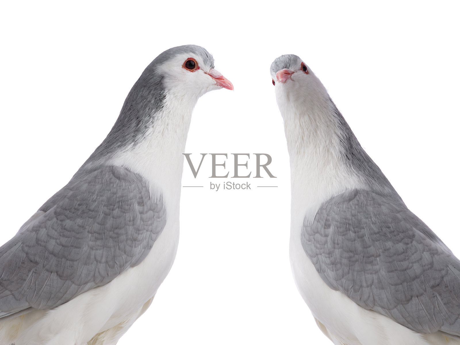 两只拉合尔鸽子，孤立在白色背景上照片摄影图片
