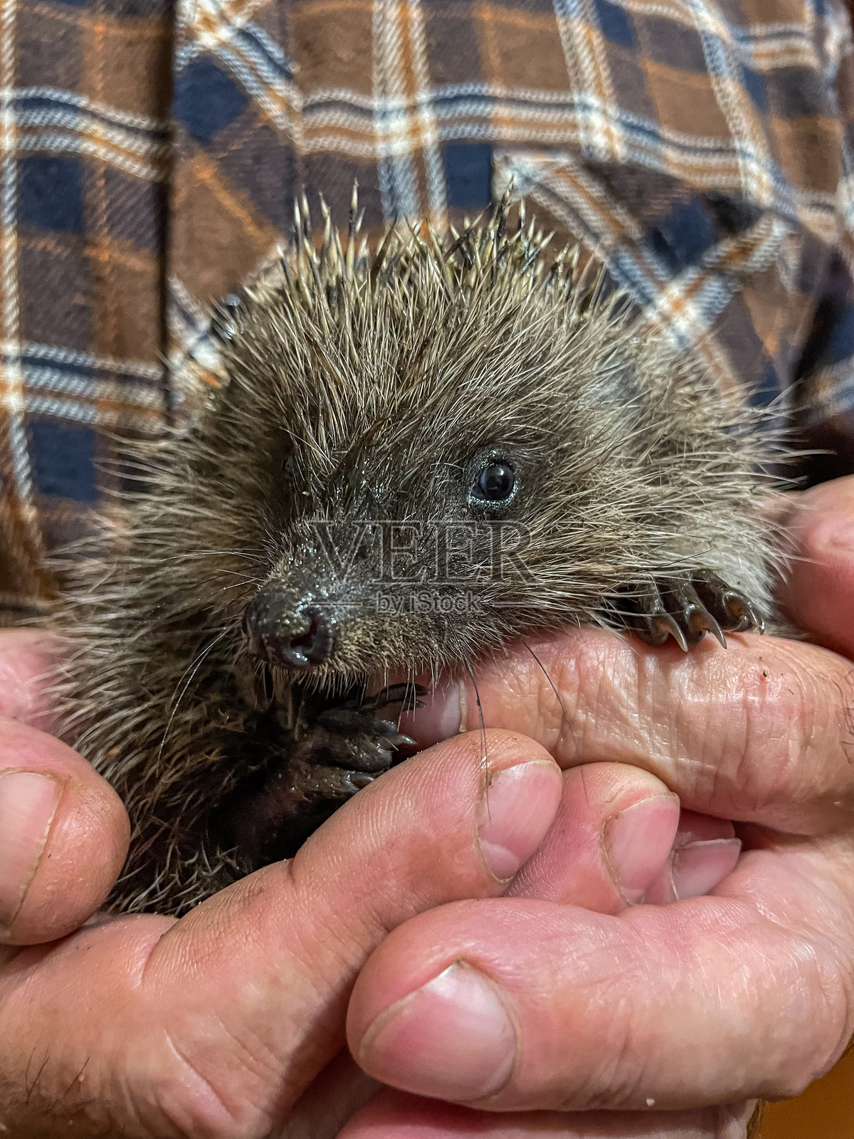脆弱的小刺猬被温柔地捧在人类的手中，象征着重要的野生动物保护、动物福利和富有同情心的救援行动。照片摄影图片