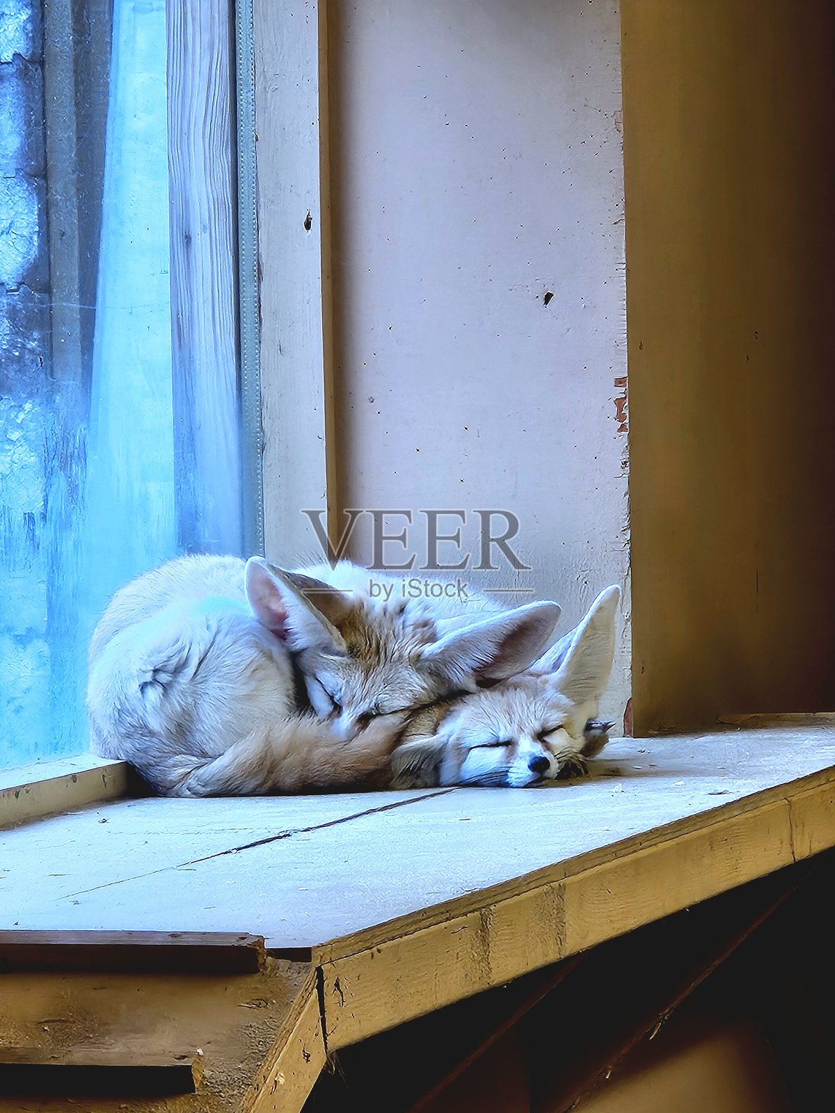 可爱的耳廓狐照片摄影图片