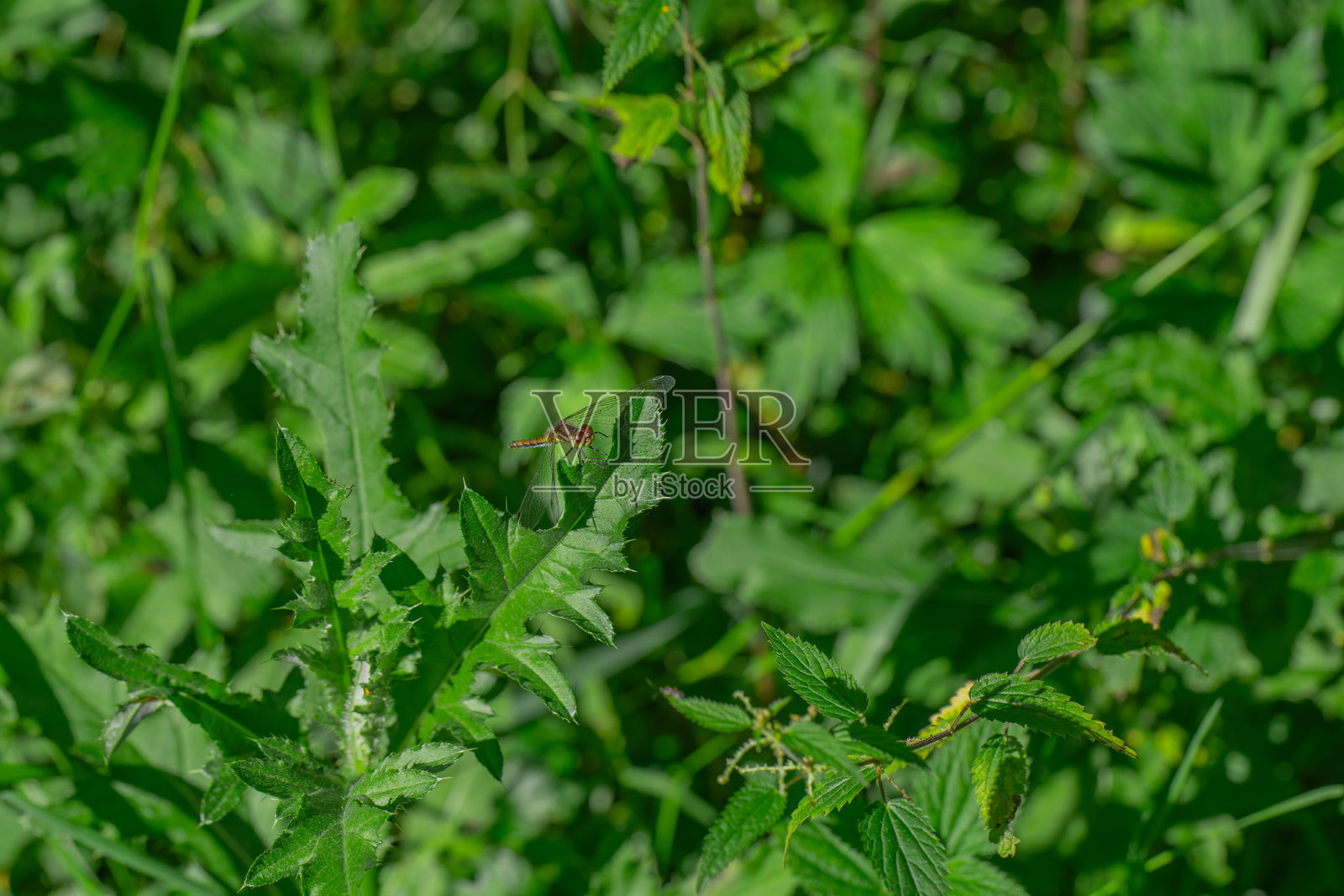 灌木丛中，一只红色的蜻蜓停在一株雌雄异株荨麻的绿叶上。照片摄影图片