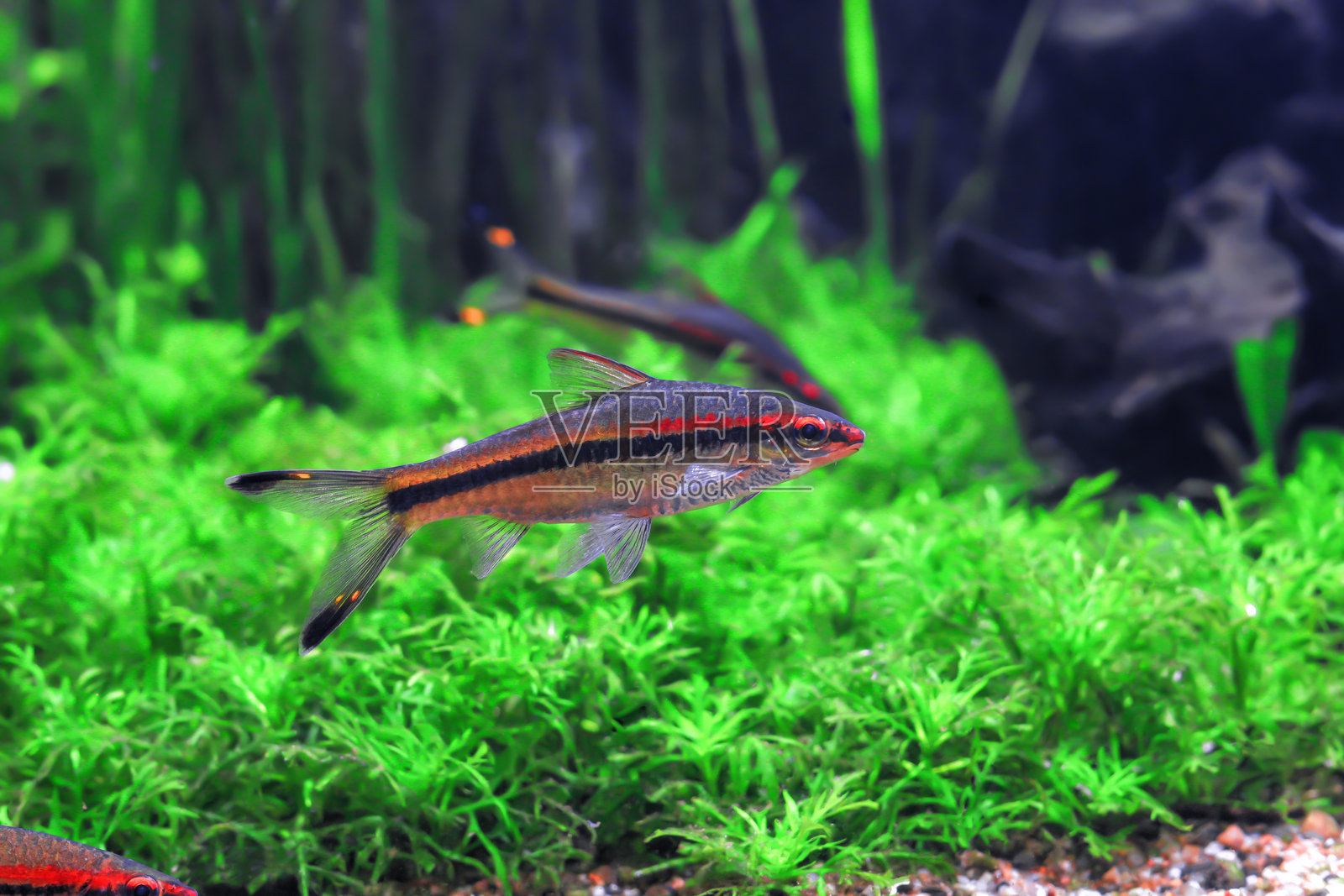 水族箱中带条纹的德氏鲫鱼在水生植物旁游动，侧视图照片摄影图片