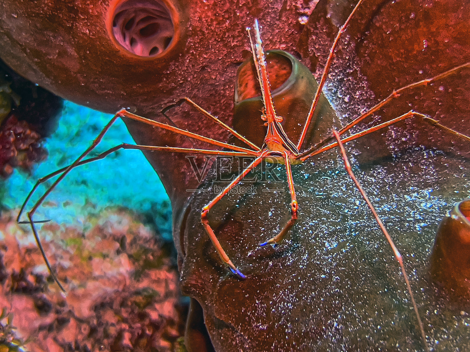 黄线箭蟹（Stenorhynchus seticornis）照片摄影图片