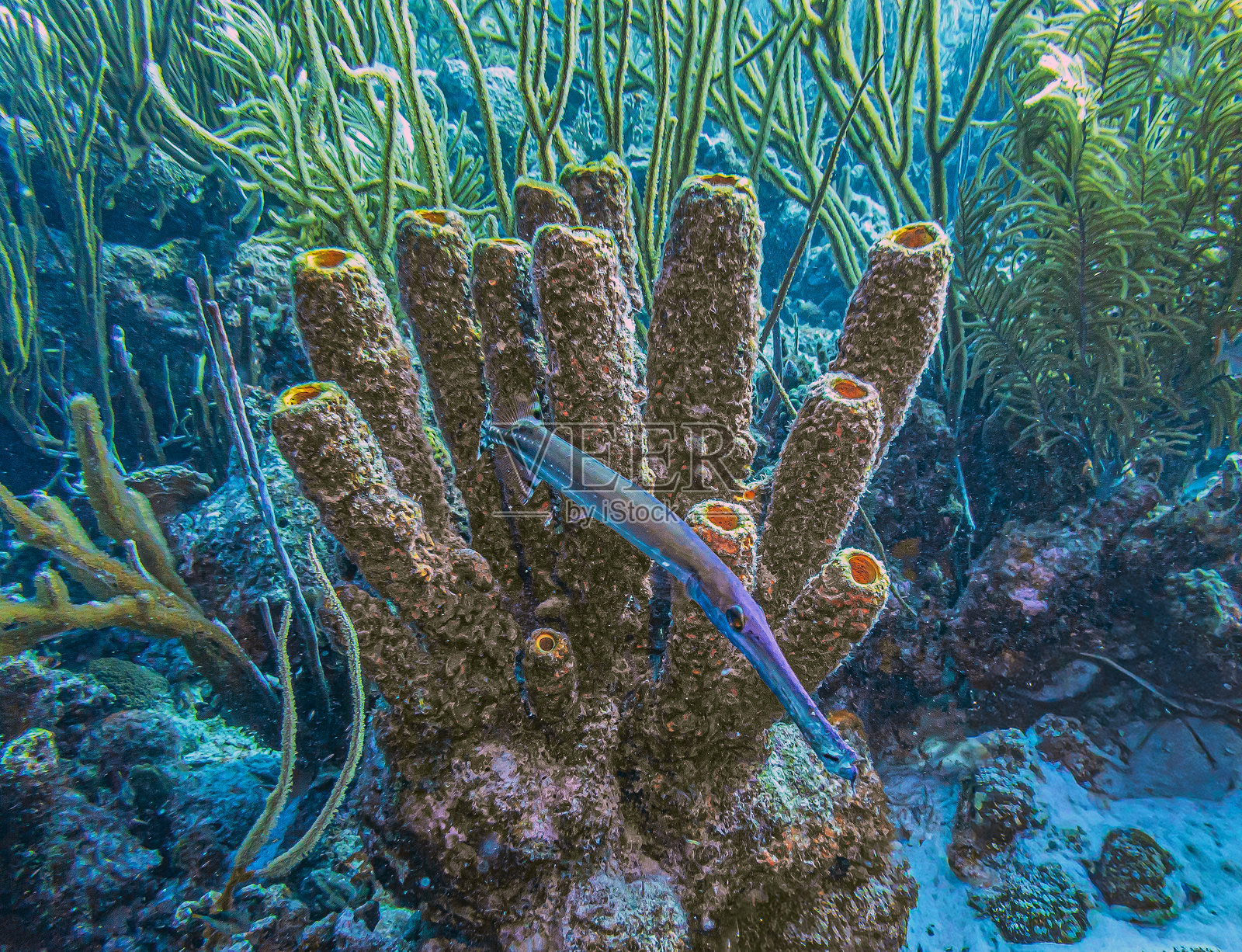 加勒比珊瑚花园，博奈尔照片摄影图片