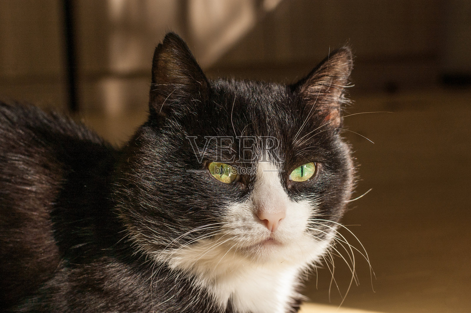 黑白猫肖像照片摄影图片