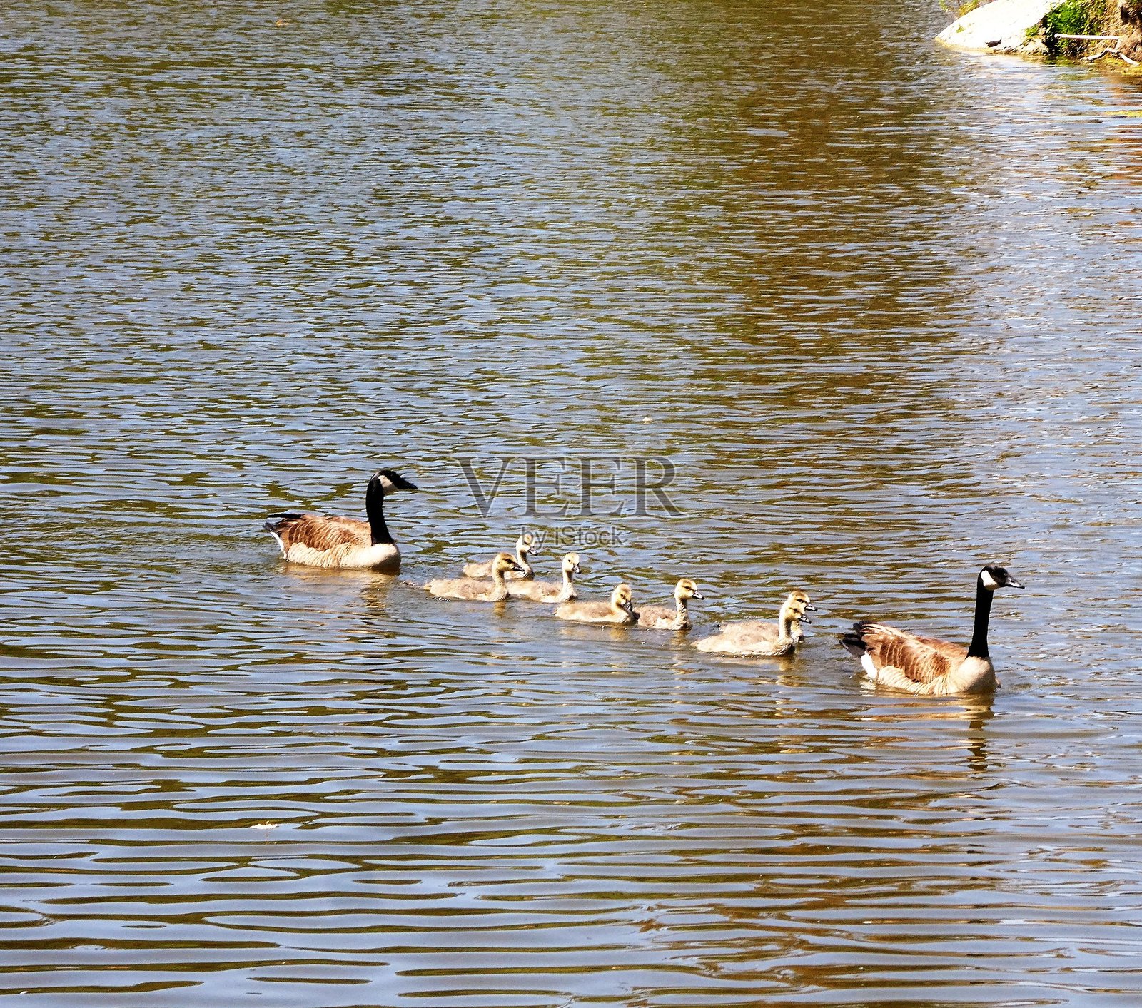 井然有序的鸭子照片摄影图片