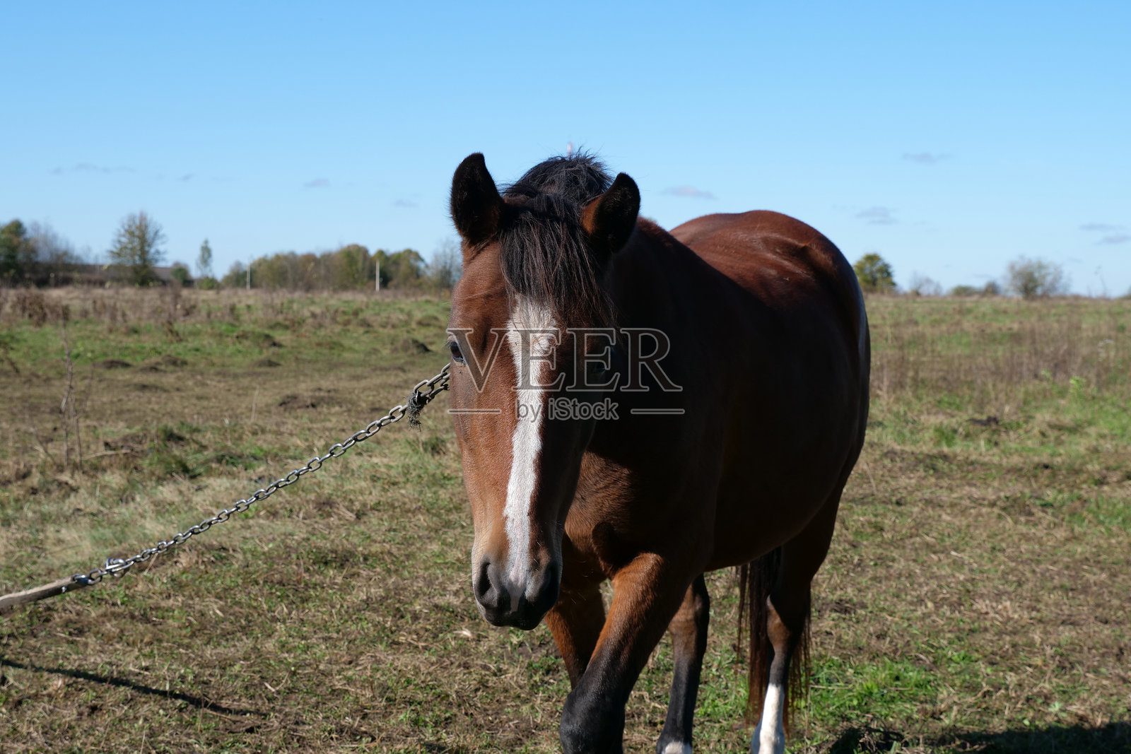 马在田野里吃草。农业。照顾马匹。照片摄影图片