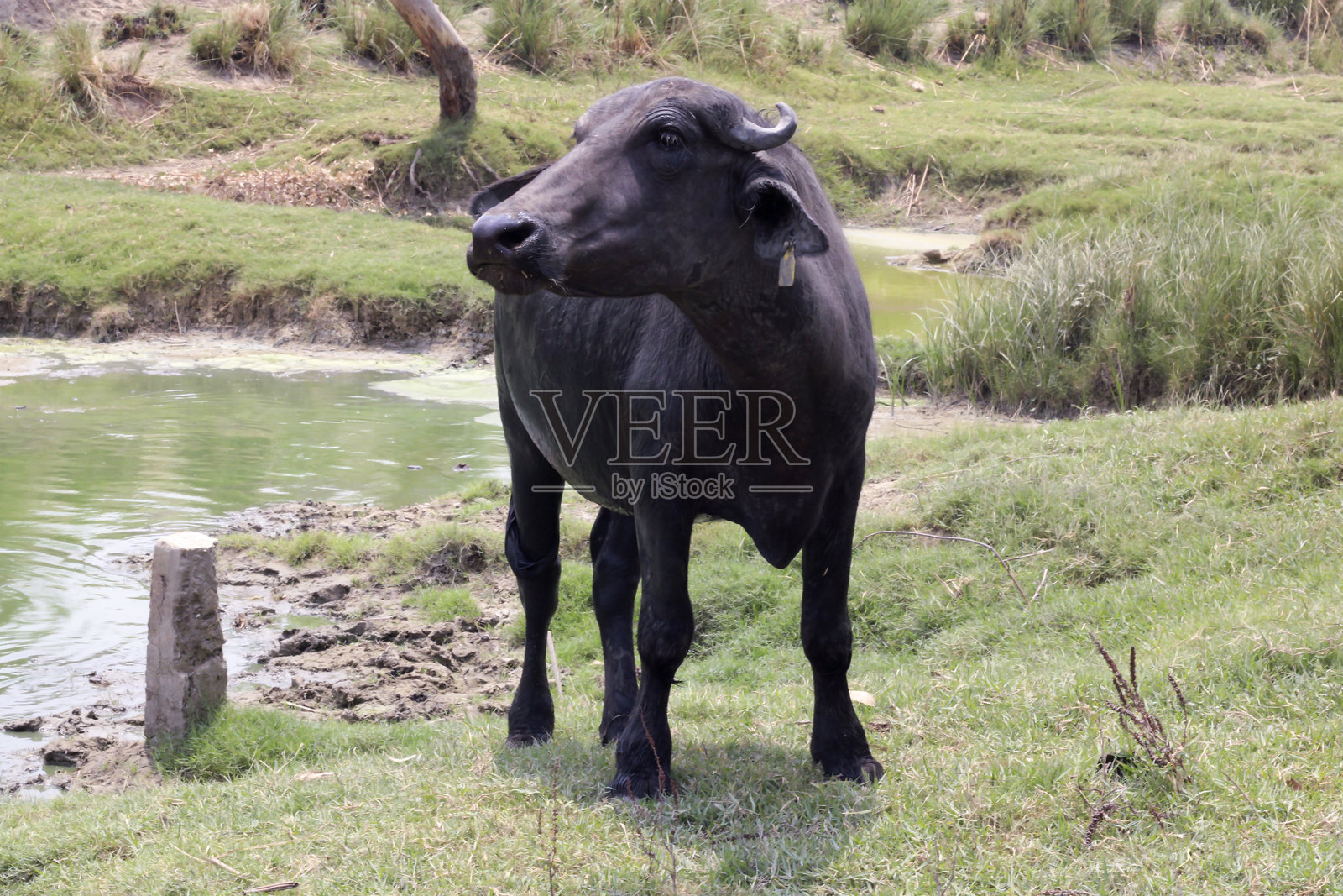 绿野中，一头水牛站在泥泞的池塘边，远处是成群的牛只。照片摄影图片
