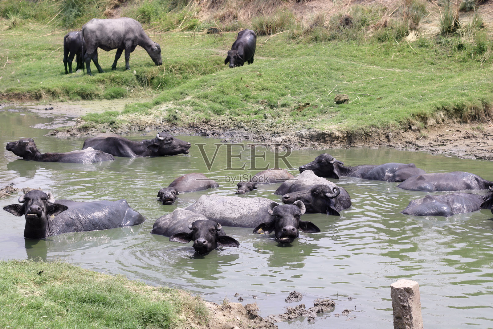 水牛群在哈里亚纳邦当地农场的淡水池塘里嬉戏沐浴照片摄影图片