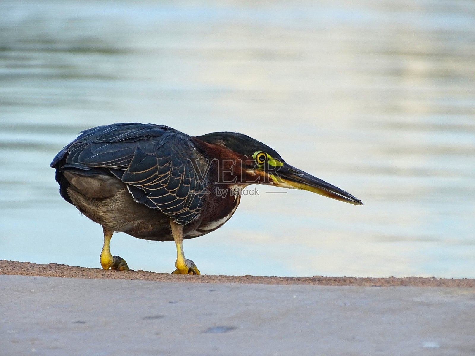 翠鸟特写照片摄影图片