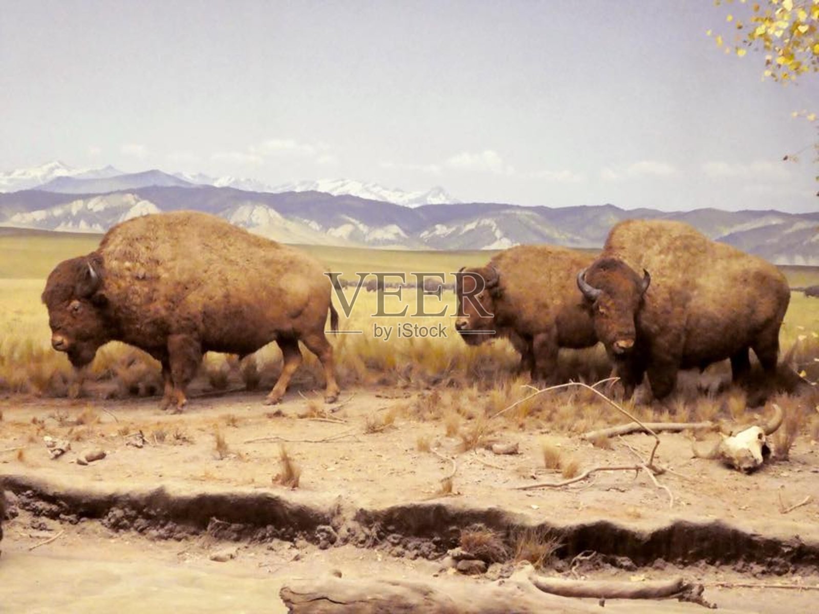 三头野牛照片摄影图片