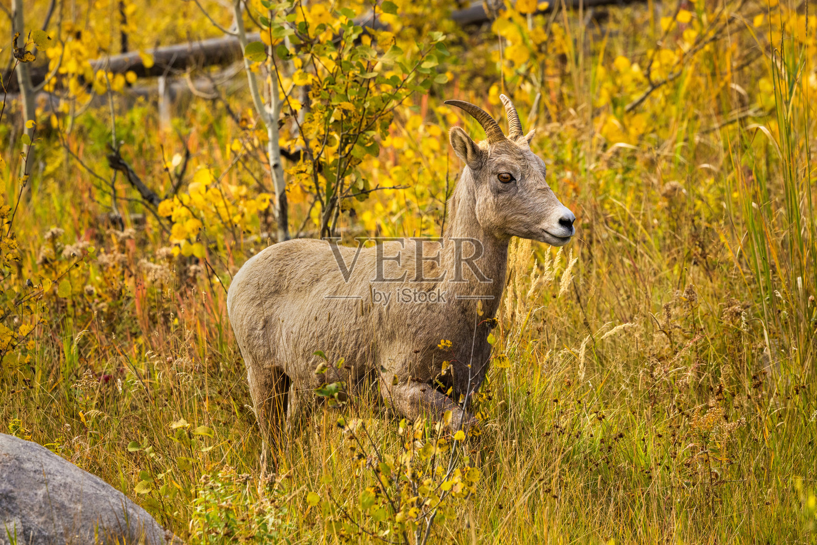 大角羊母羊穿过金黄的秋草照片摄影图片