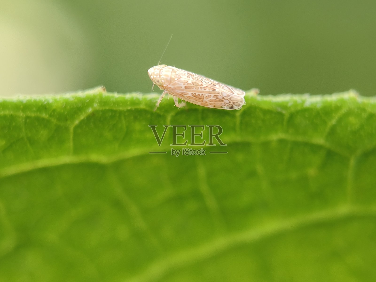 叶蝉照片摄影图片