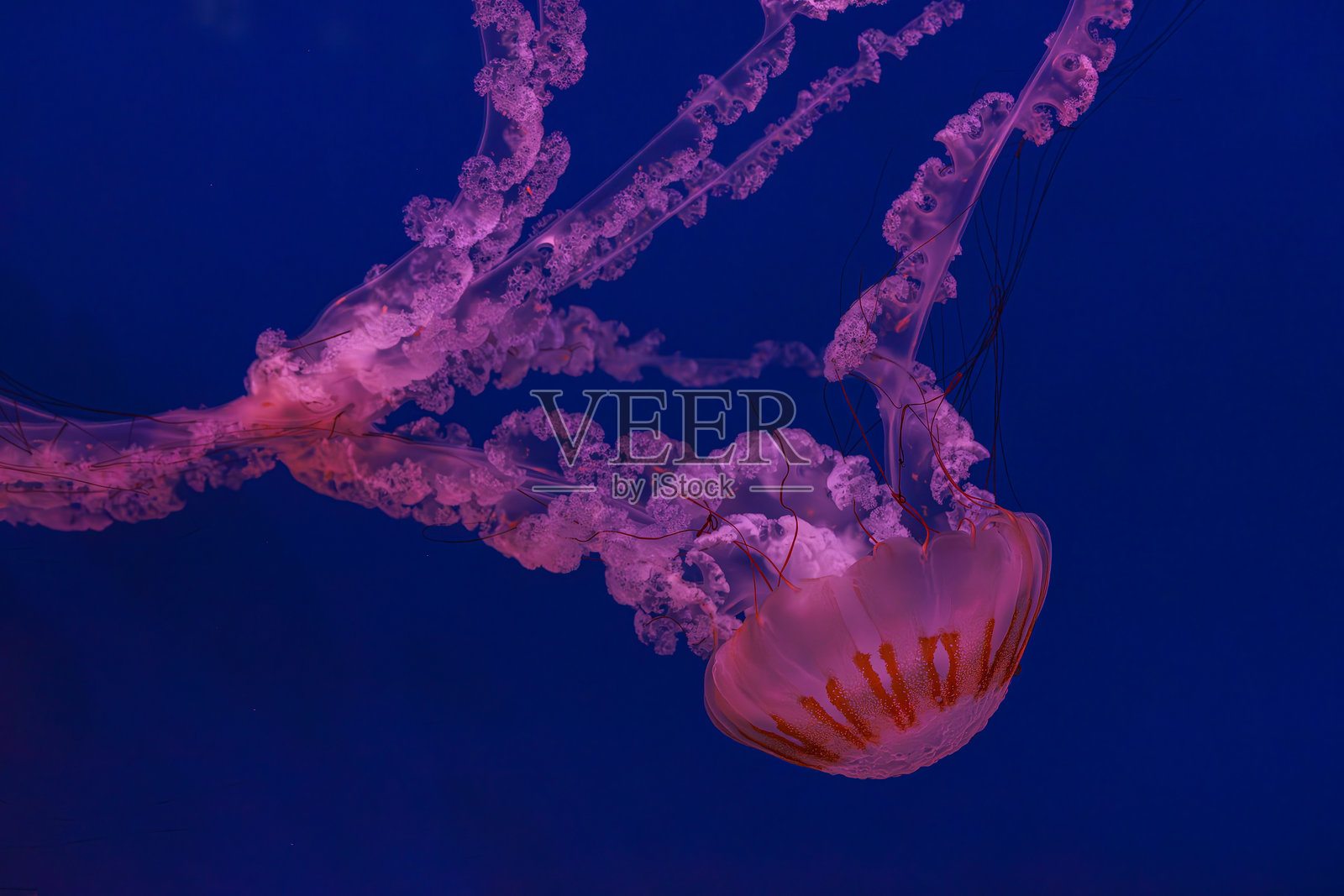 南美海刺水母（Chrysaora plocamia）在水族馆深蓝色水中游动照片摄影图片
