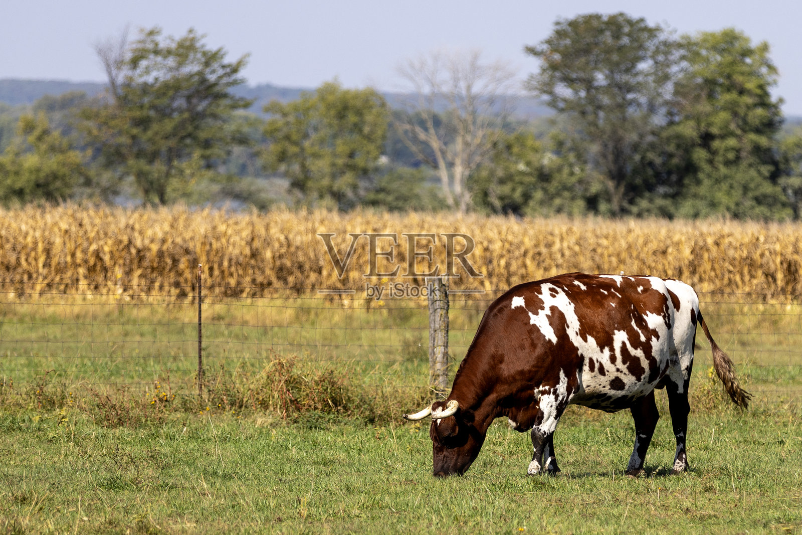 牛照片摄影图片