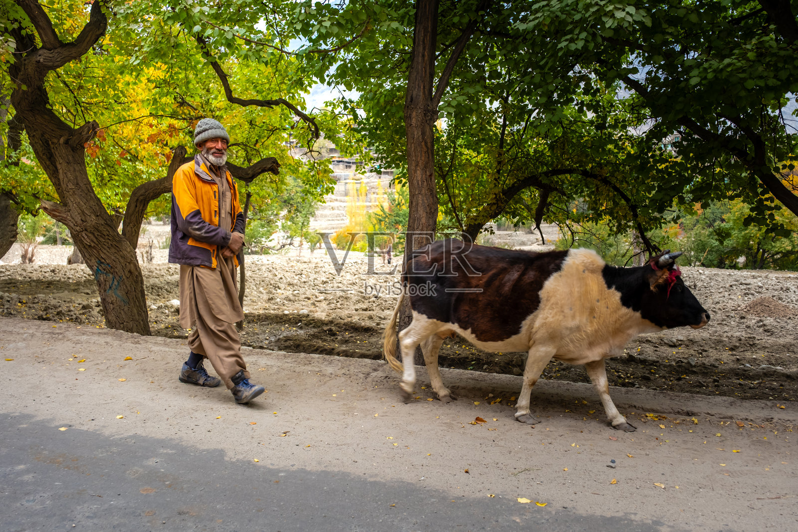 当地人放牧牛群照片摄影图片