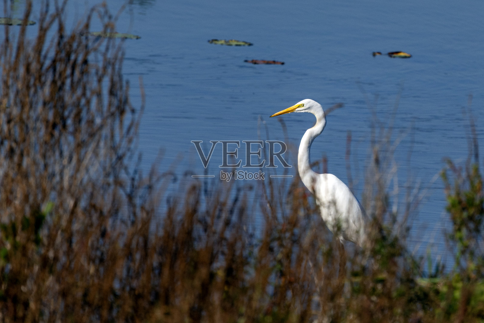 大白鹭照片摄影图片