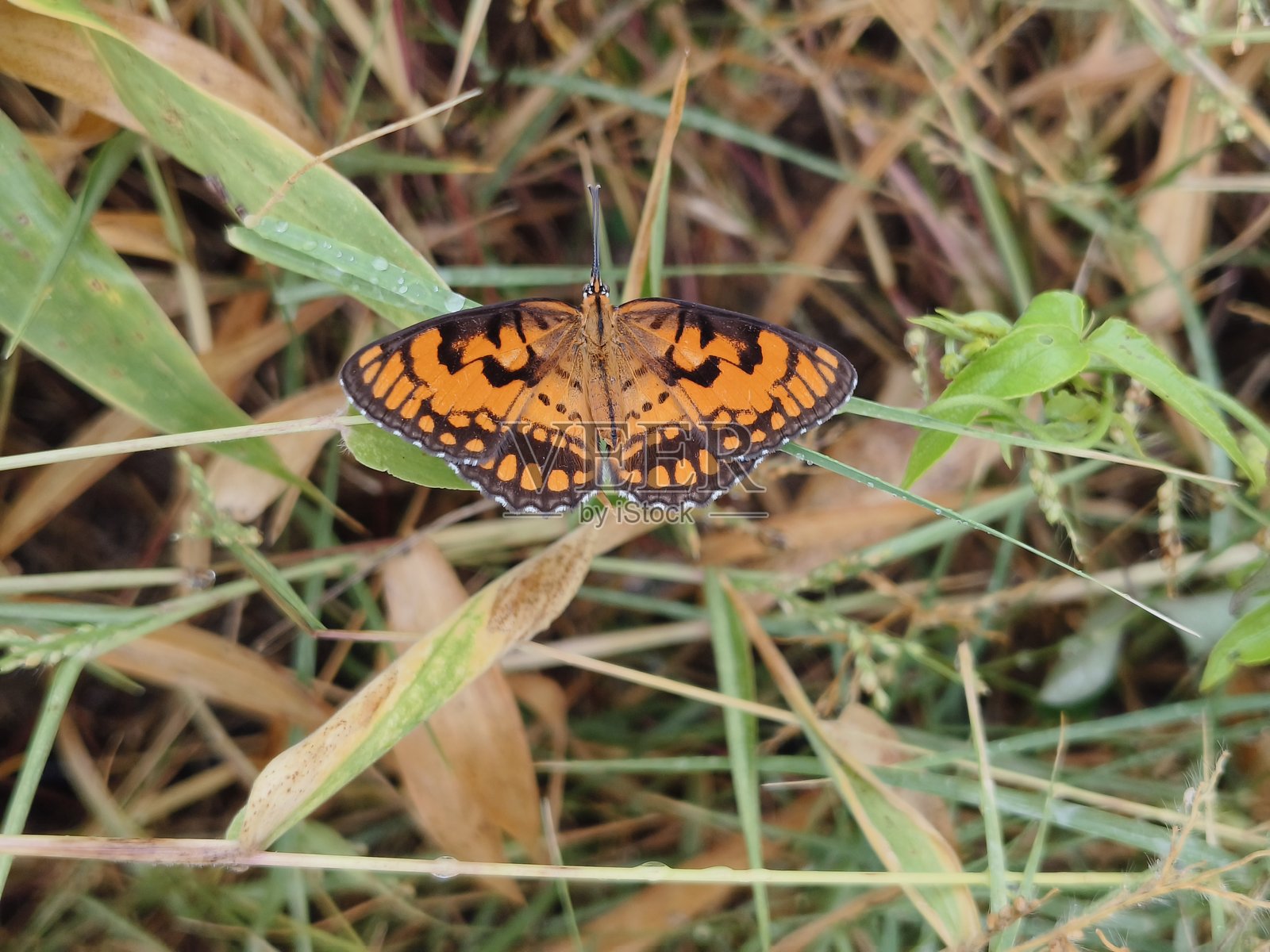 斑纹凤蝶照片摄影图片