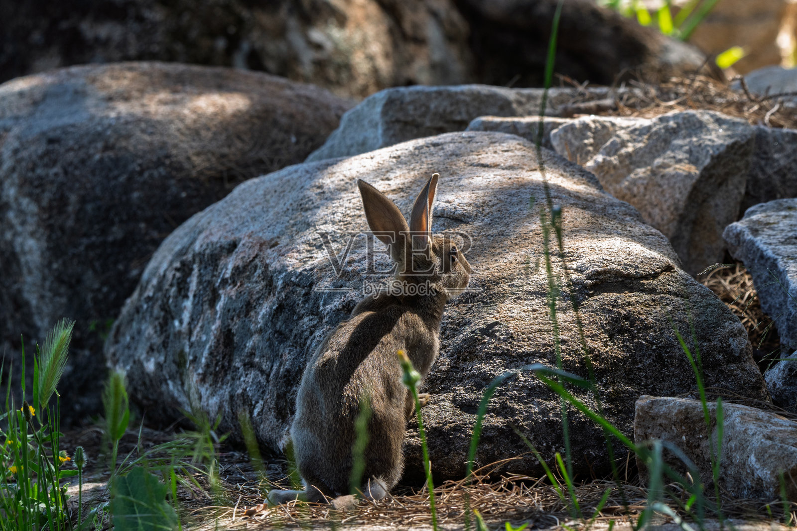 野兔在花岗岩巨石旁寻求庇护照片摄影图片