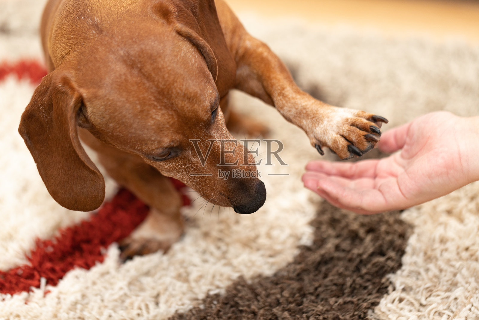 一只腊肠犬在与一个孩子玩耍并伸出爪子。宠物训练。照片摄影图片