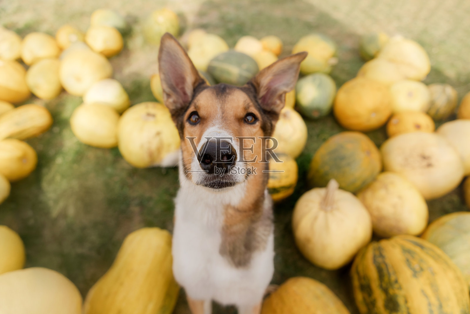 秋季南瓜堆中的混种狗特写肖像照片摄影图片
