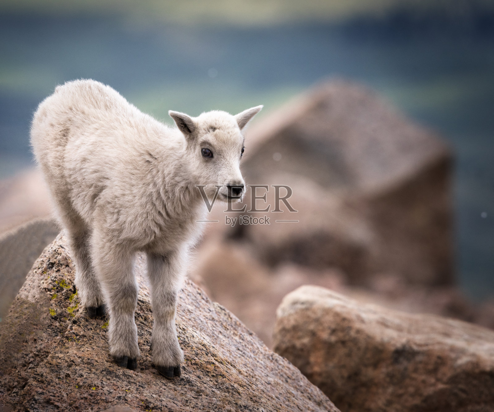 小洛矶山羊照片摄影图片