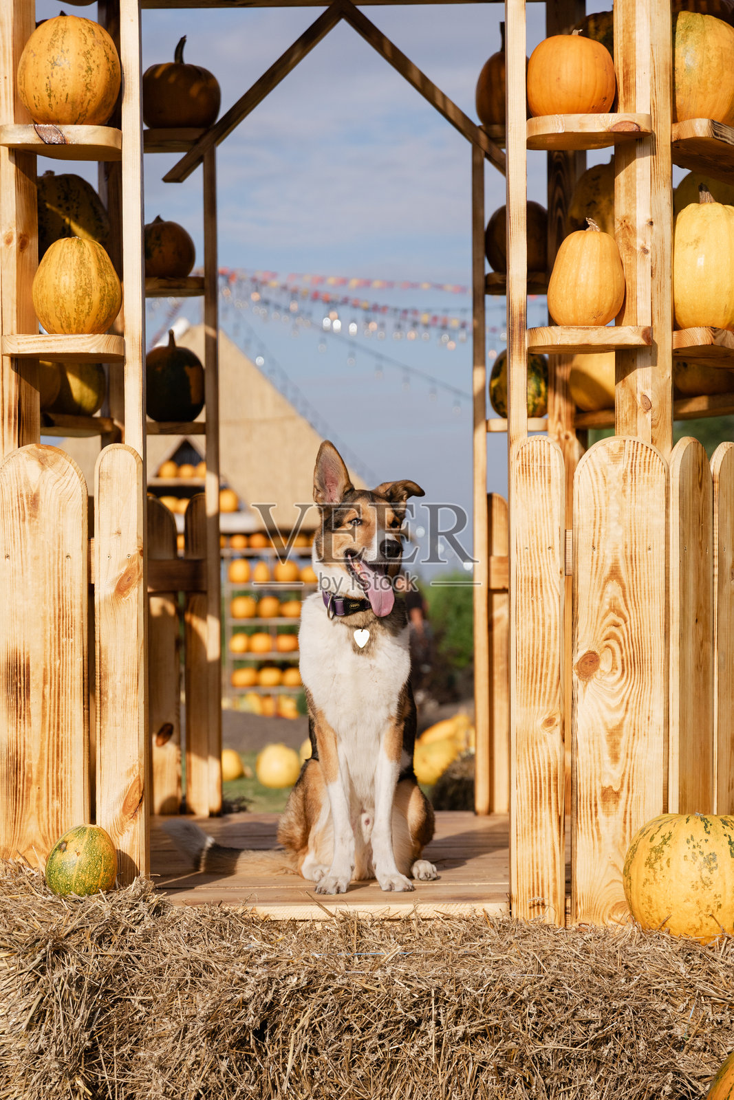 装饰木框内混种犬肖像，带有秋季元素照片摄影图片