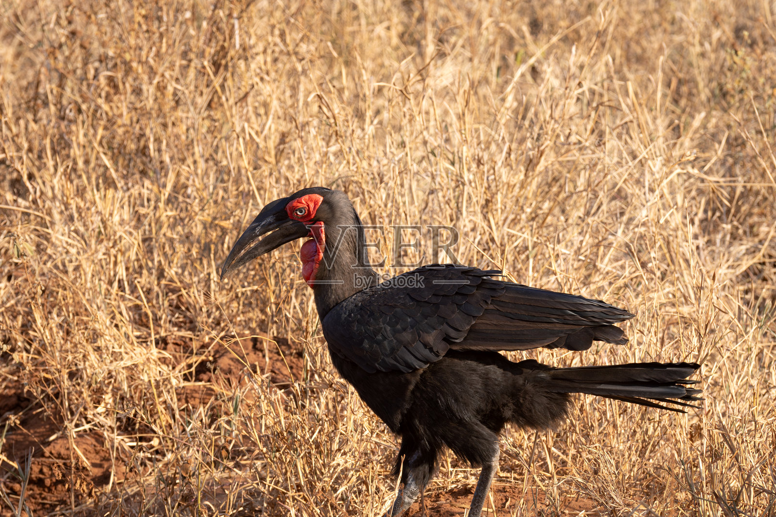 南方地犀鸟在田野里站立照片摄影图片