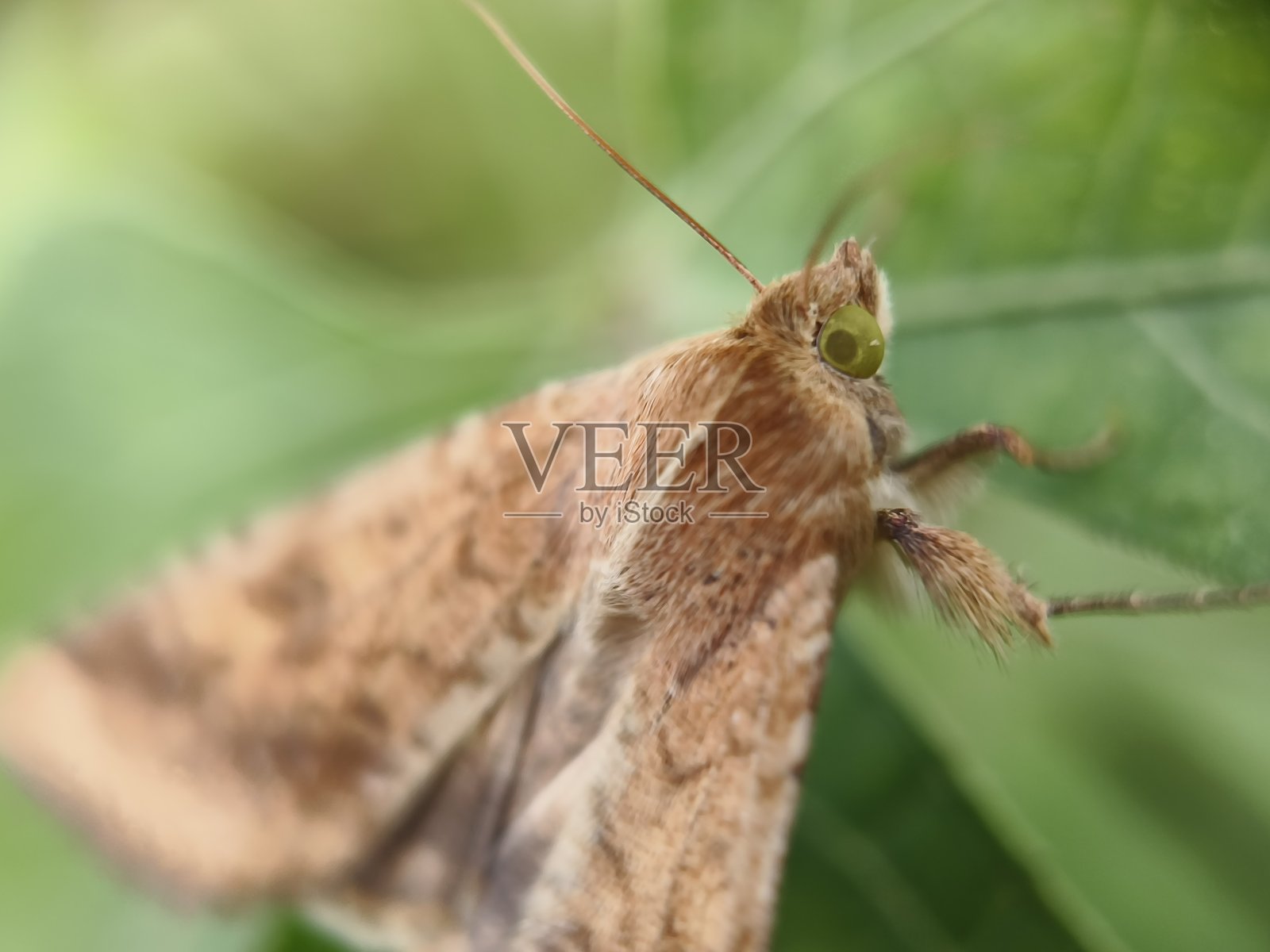 棉铃虫蛾照片摄影图片