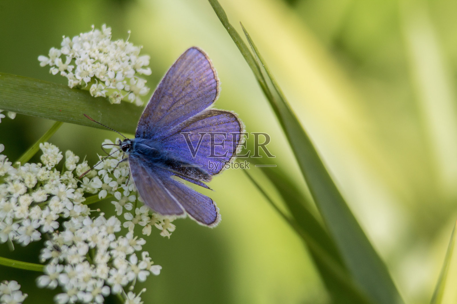 一只蝴蝶停在花上照片摄影图片