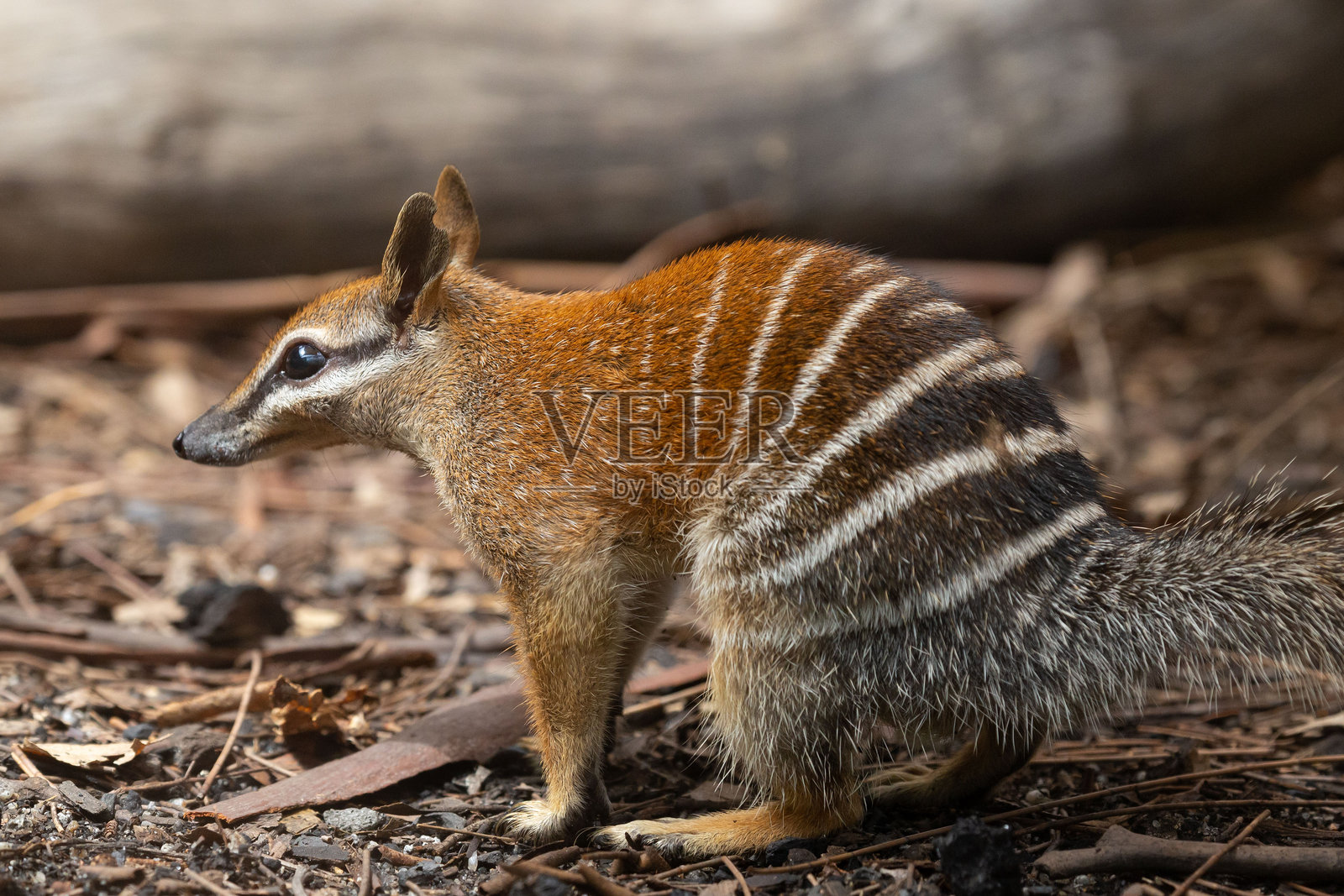 一只袋熊在自然环境中照片摄影图片