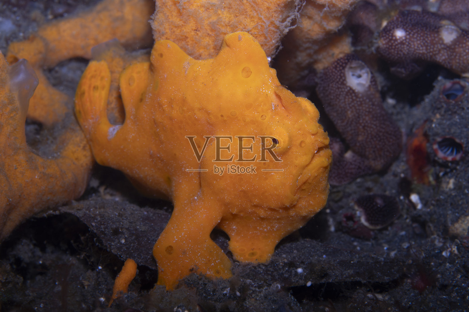 彩绘躄鱼照片摄影图片