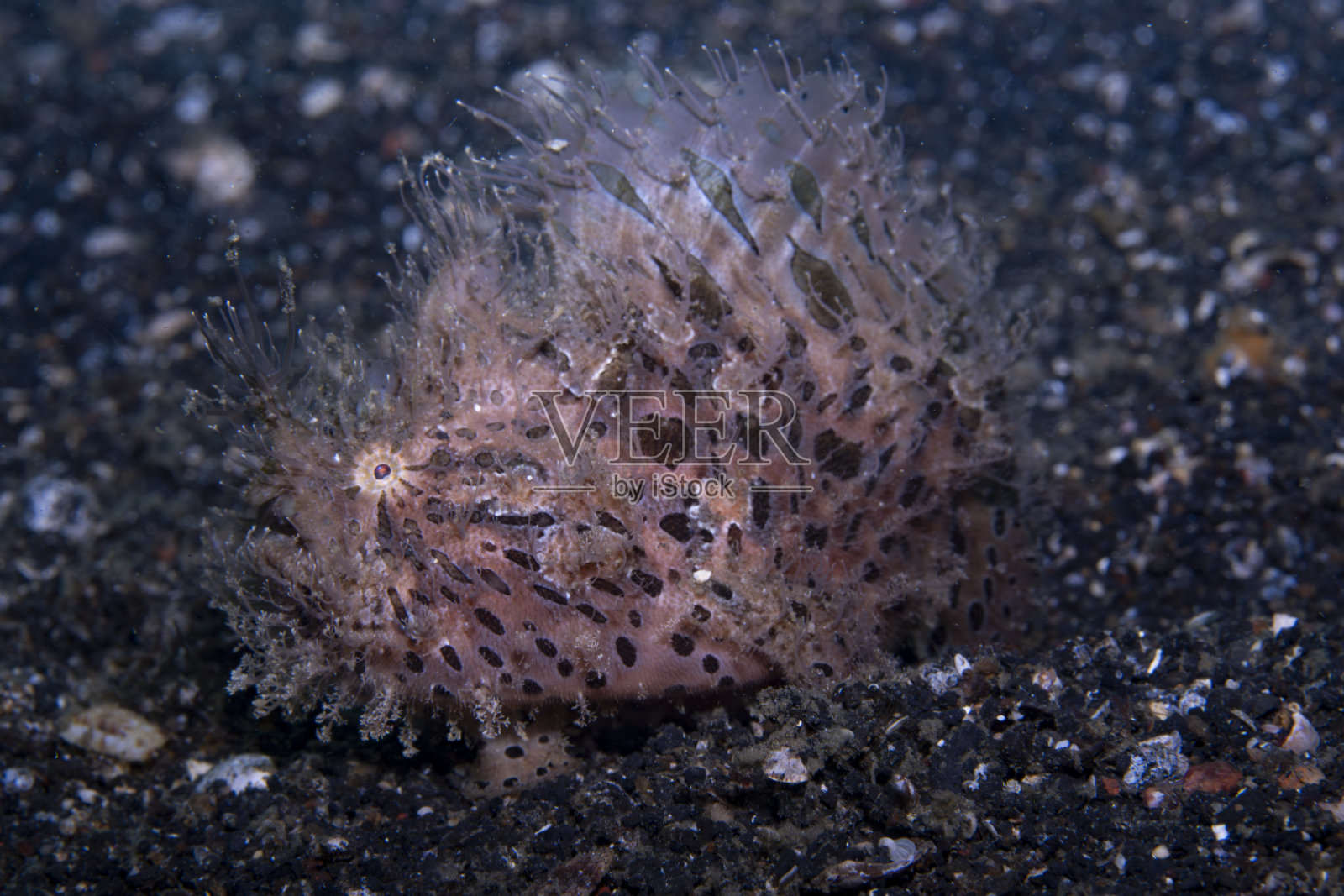 条纹蛙鱼 Antennarius striatus照片摄影图片