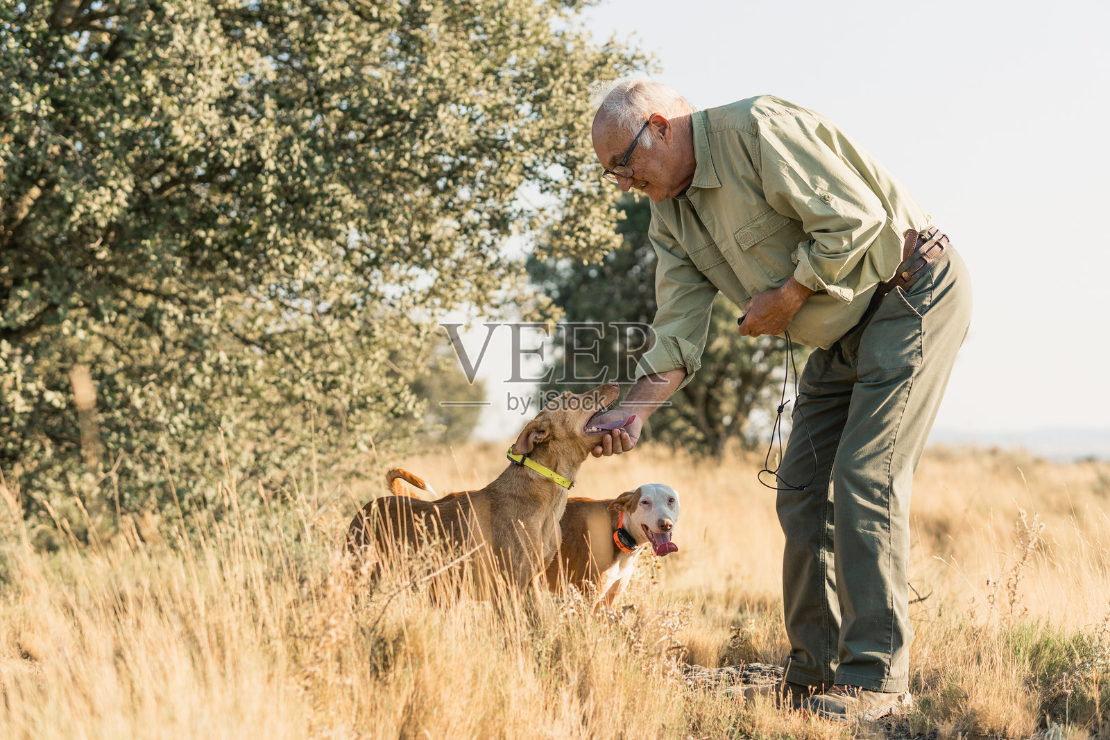老人与猎犬在户外建立感情照片摄影图片