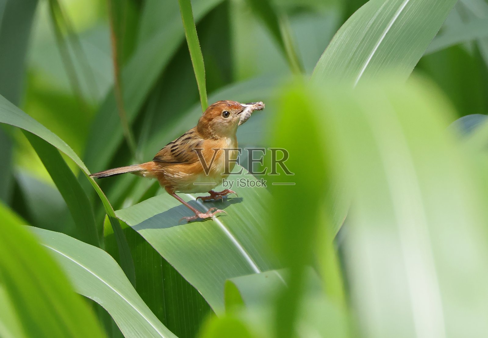 金头扇尾鹟照片摄影图片