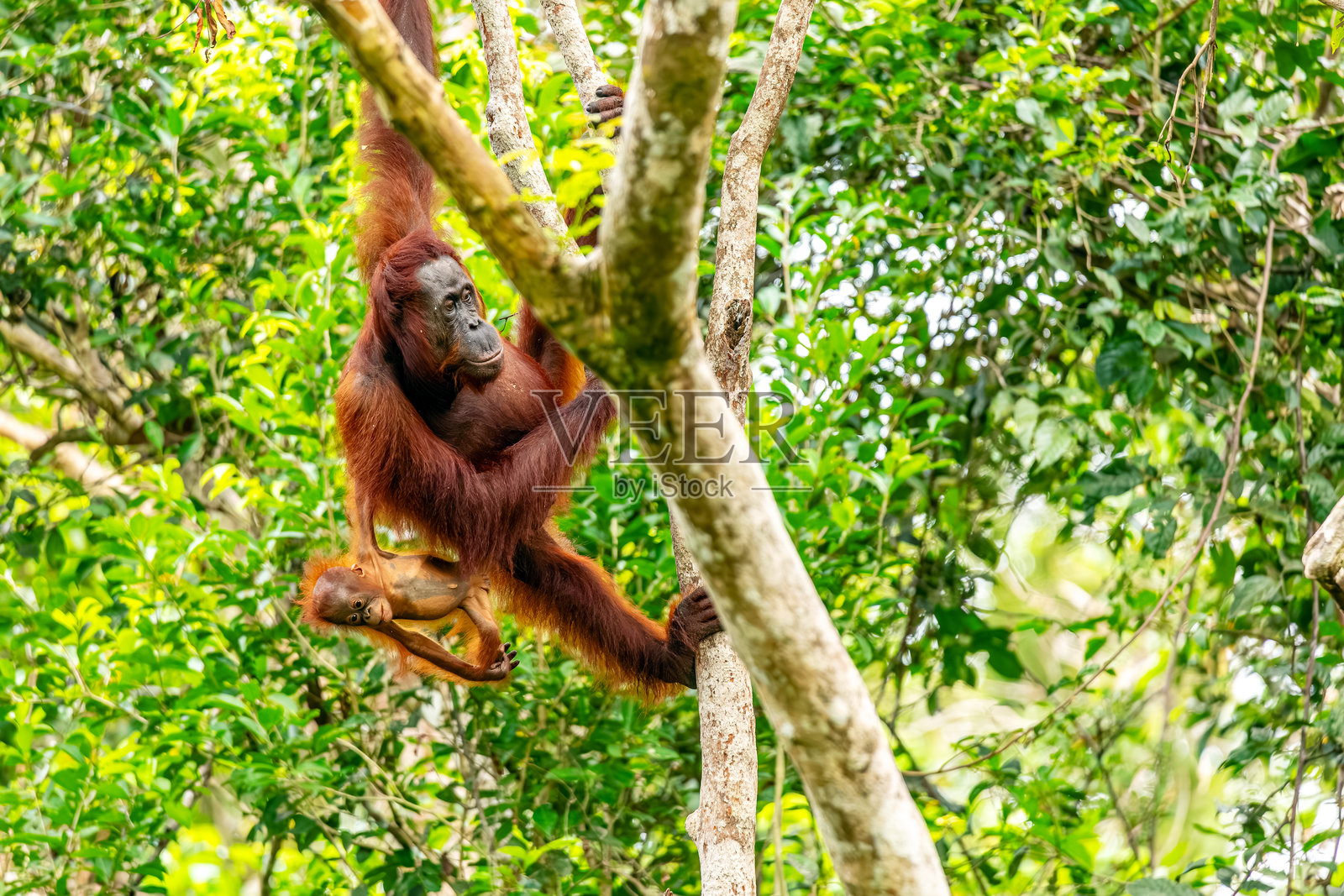 一只雌性婆罗洲猩猩 (Pongo pygmaeus) 与她的幼崽在树上，位于印度尼西亚的丹戎普丁国家公园。照片摄影图片