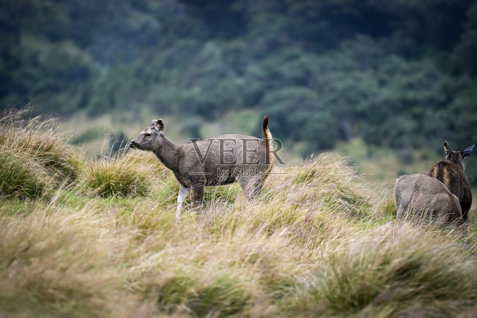 斯里兰卡霍顿平原的骄傲的桑巴鹿照片摄影图片