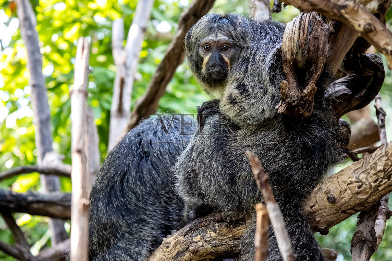 一只日本猕猴坐在树上看向镜头照片摄影图片