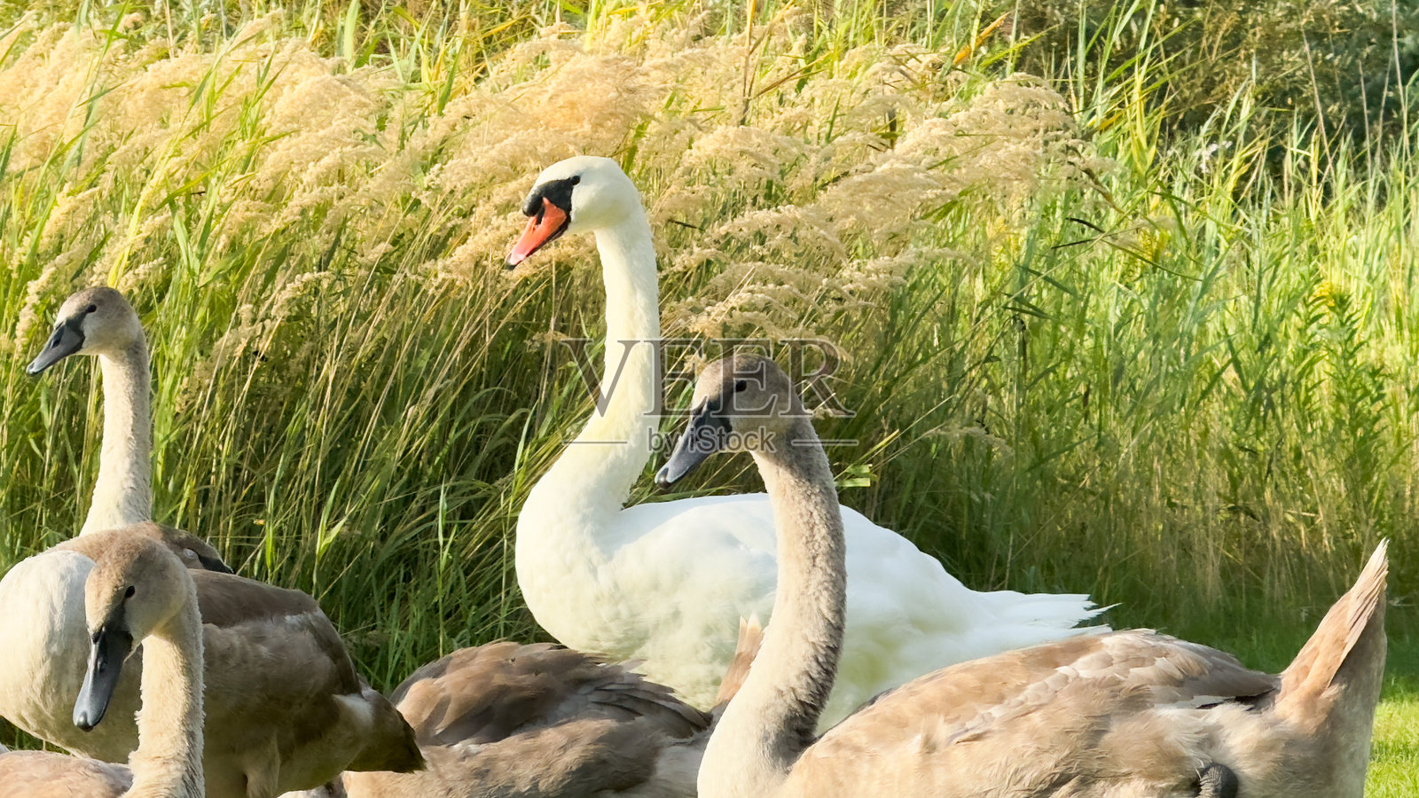 天鹅一家，父母是白色的，孩子们已经很大了但还是灰色的，背景是绿色的麦穗。照片摄影图片