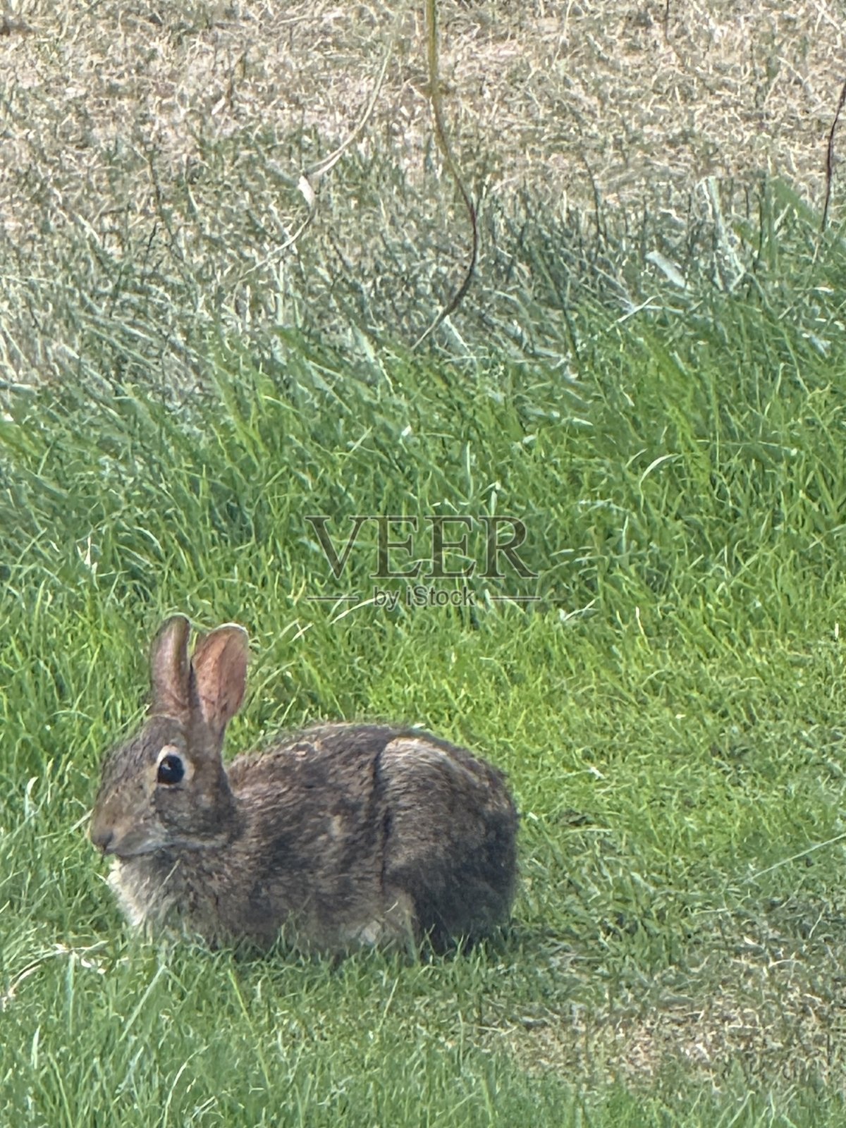 一只兔子在草地上啃食并坐着照片摄影图片
