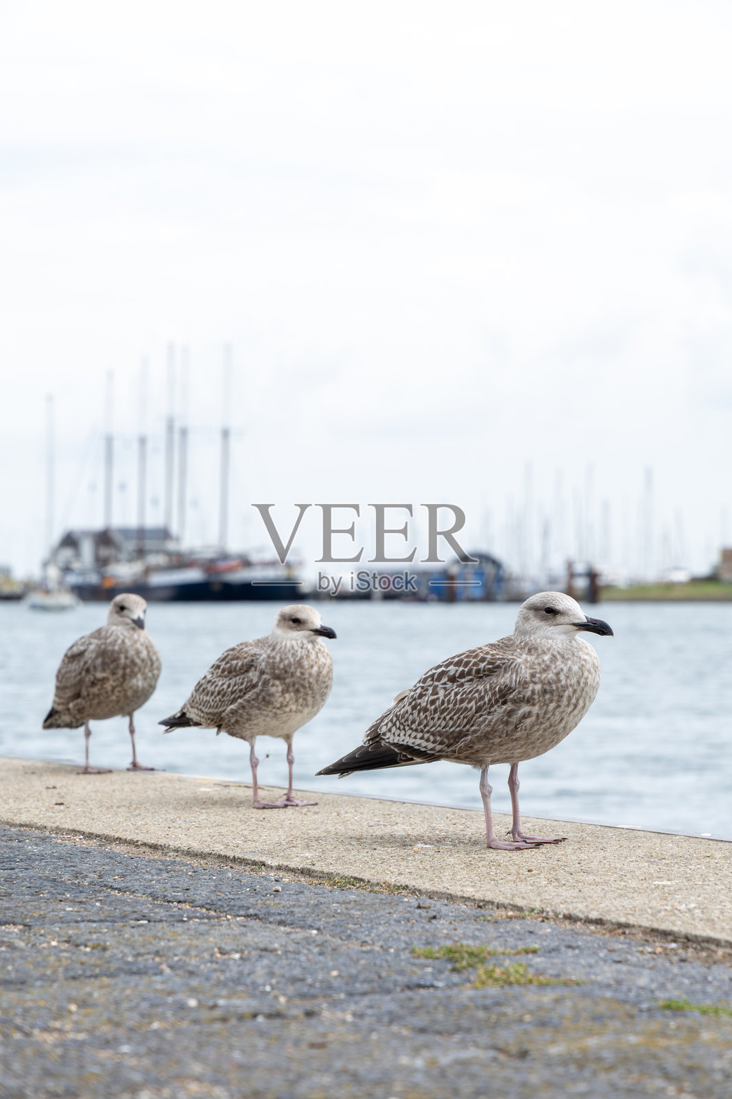 三只海鸥站立在海港附近的石砌码头上，背景是船只和桅杆，展示了海岸野生动物和宁静的海洋氛围。照片摄影图片