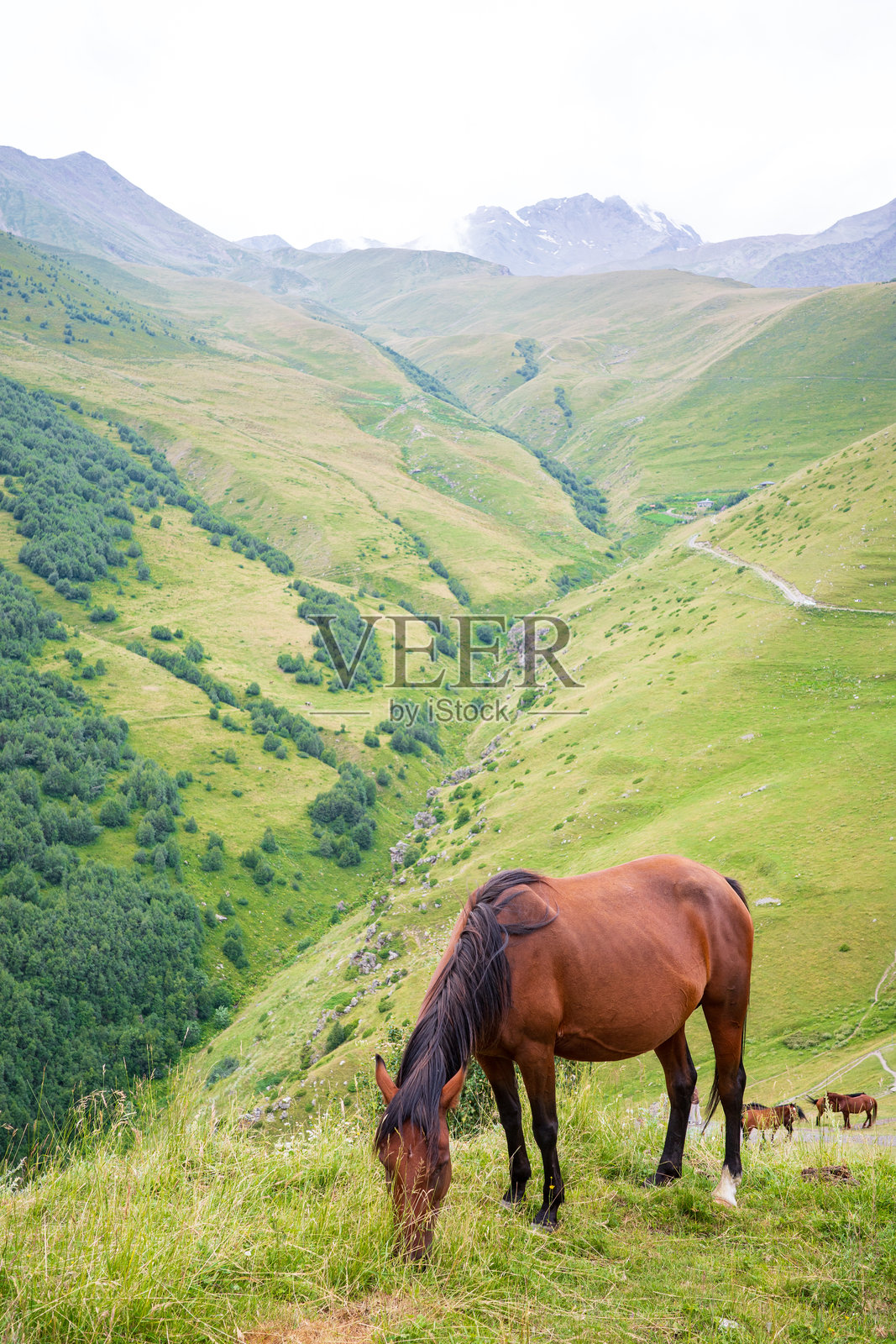 棕色马在山坡上吃草，远处是风景优美的山谷照片摄影图片