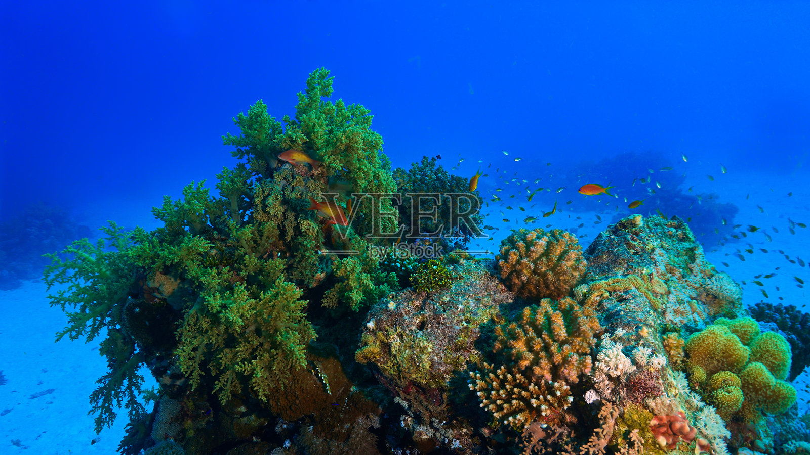 水下珊瑚礁、海洋生物和风景照。照片摄影图片