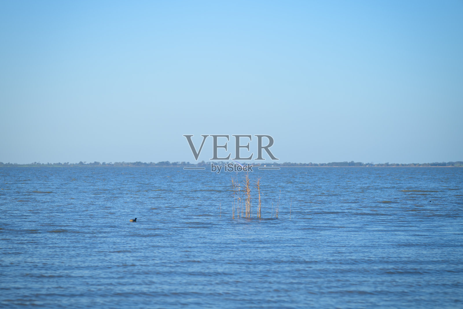 蓝天下的湖泊风景，一只鸟在湖上飞翔，几只鸭子在水中游泳照片摄影图片