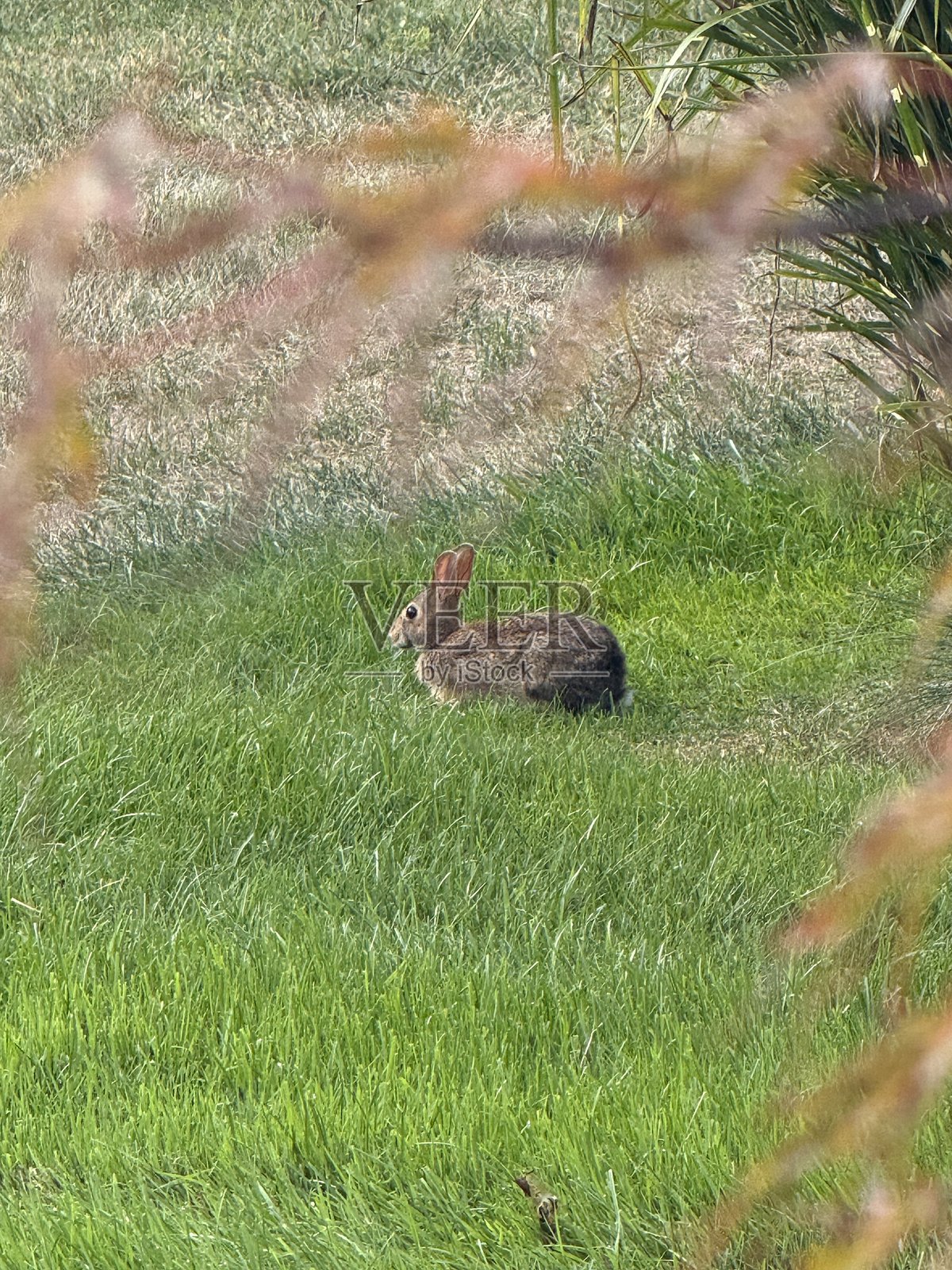 兔子在草地上啃食和坐着照片摄影图片