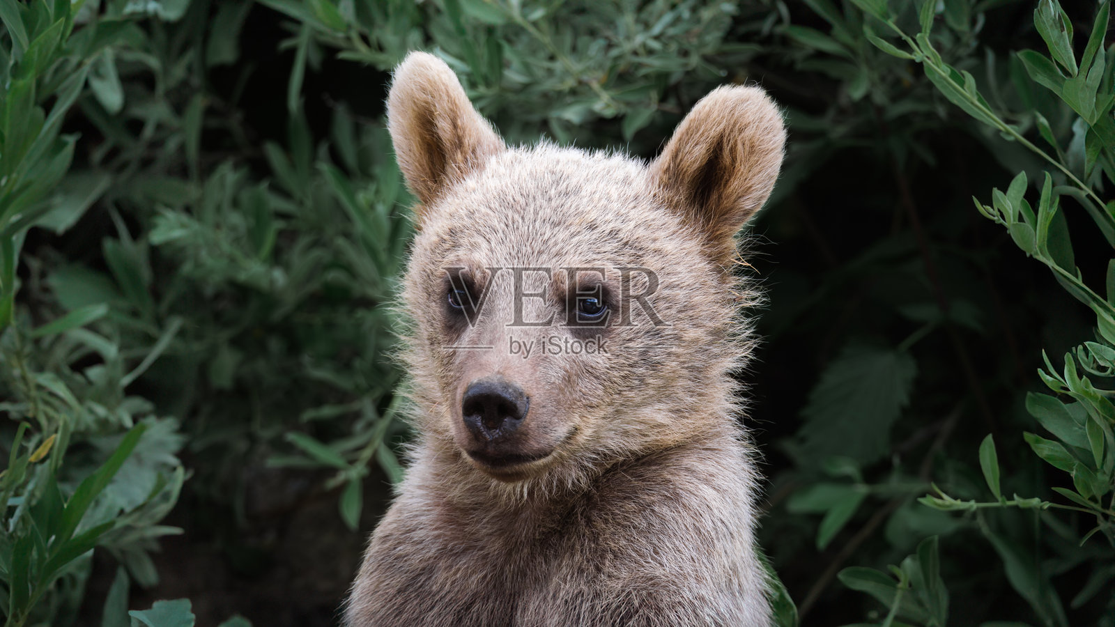 土耳其比特利斯，夏季绿意盎然中一只年轻棕熊的肖像照片摄影图片