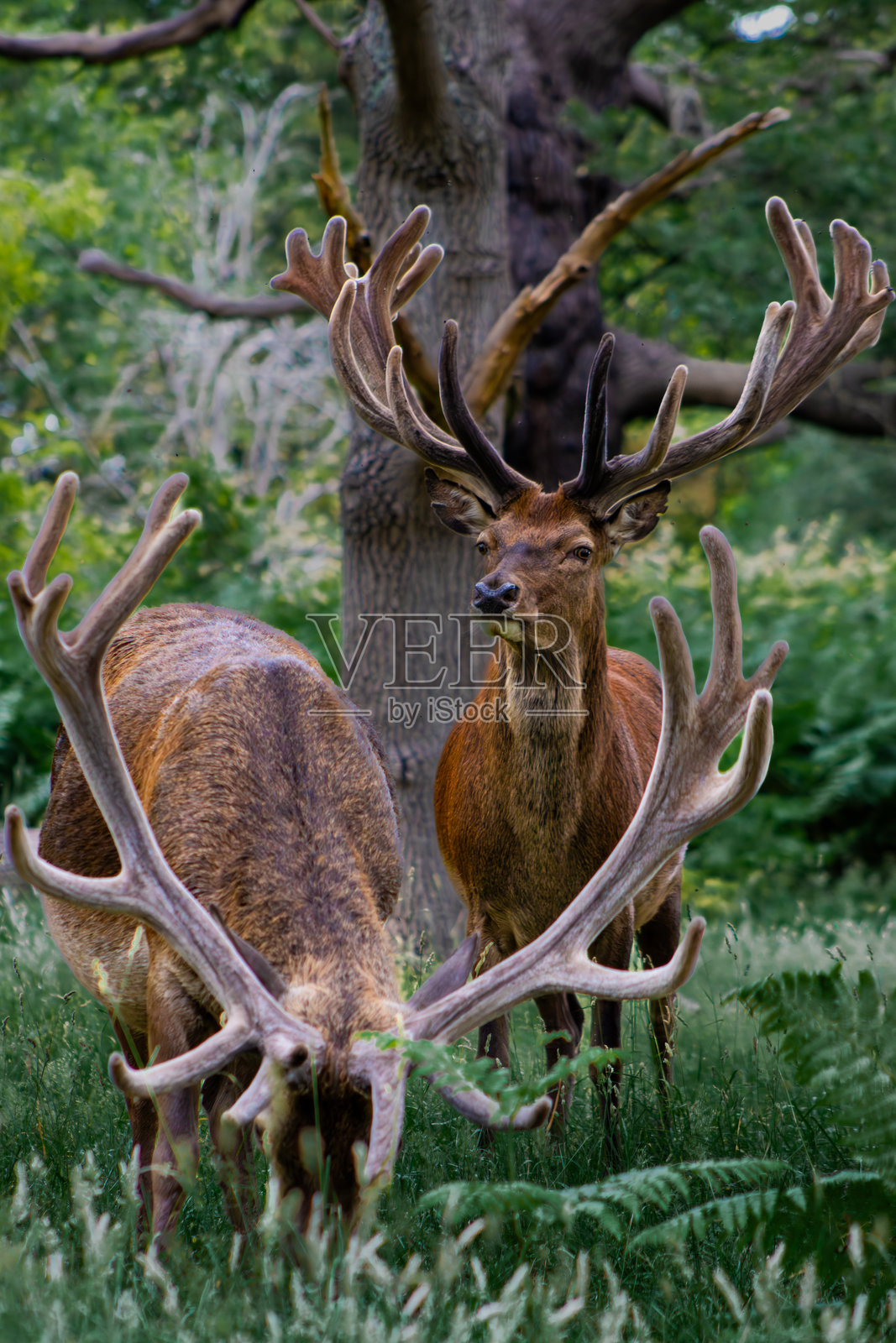 森林空地上雄伟的雄性马鹿照片摄影图片